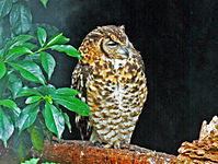 Owl, Cape Eagle- Bubo capensis