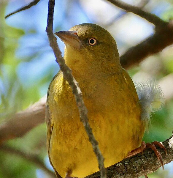 File:Cape Weaver (Ploceus capensis) (52665035135).jpg