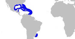 Rango del tiburón de arrecife del Caribe