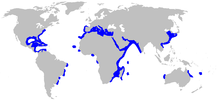 Carcharhinus plumbeus distmap.png 