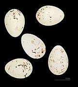 Carduelis carduelis parva (European Goldfinch) egg