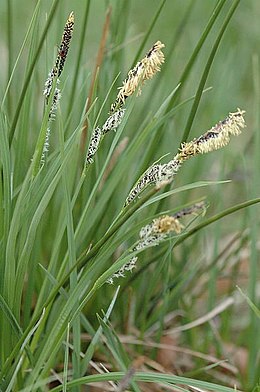 Paprastoji viksva ( Carex nigra)