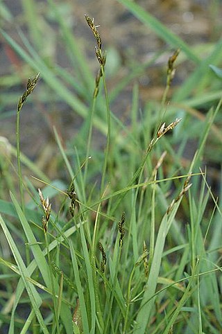 <i>Carex leporina</i> Species of grass-like plant