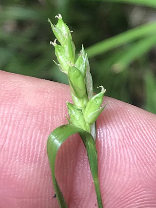 <i>Carex amphibola</i> Species of grass-like plant