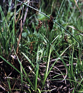 <i>Carex pansa</i> Species of grass-like plant