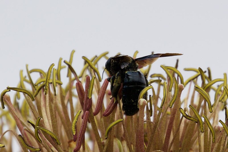 File:Carpenter Bee - Rd to Paradise - AZ - 2015-07-14at09-13-187 (20559872809).jpg