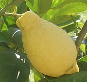 梨檸檬（英语：Lumia (citrus)） Lumia