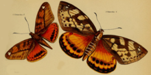 Castnia clitarcha, Westwood 1877.png