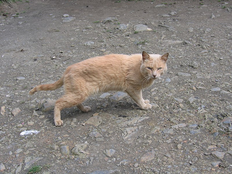 File:Cat 1 - panoramio.jpg