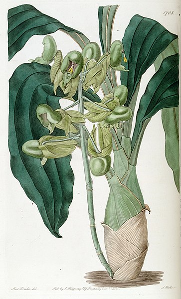 File:Catasetum purum (as Catasetum semiapertum) - Edwards vol 20 pl 1708 (1835).jpg