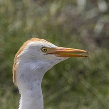 Western Cattle Egret Identification, All About Birds, Cornell Lab