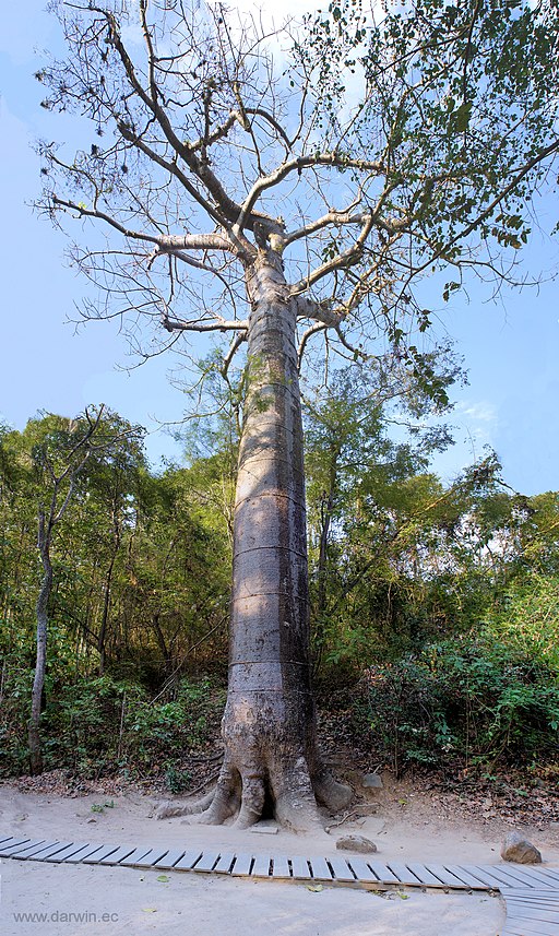 Cavanillesia platanifolia Ecuador