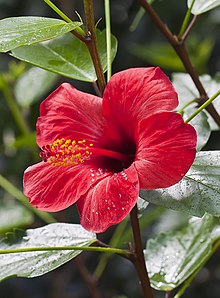 Hibiscus rosa-sinensis - Wikipedia, la enciclopedia libre