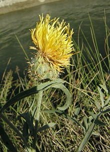 Centaurea collina 2.jpg