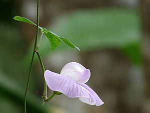 The butterfly pea, Centro (Centrosema pubescens)