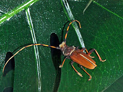 Dorcacerus barbatus Cerambycidae - Dorcadocerus barbatus-001.JPG