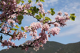 Variété horticole à fleurs roses, Sari-d'Orcino (Corse-du-Sud)