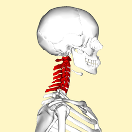 Vertèbres cervicales lateral.png