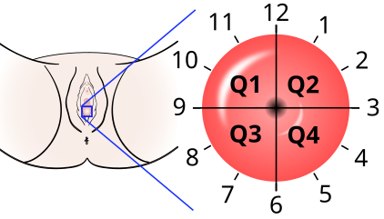 Cervix quadrants and directions.svg