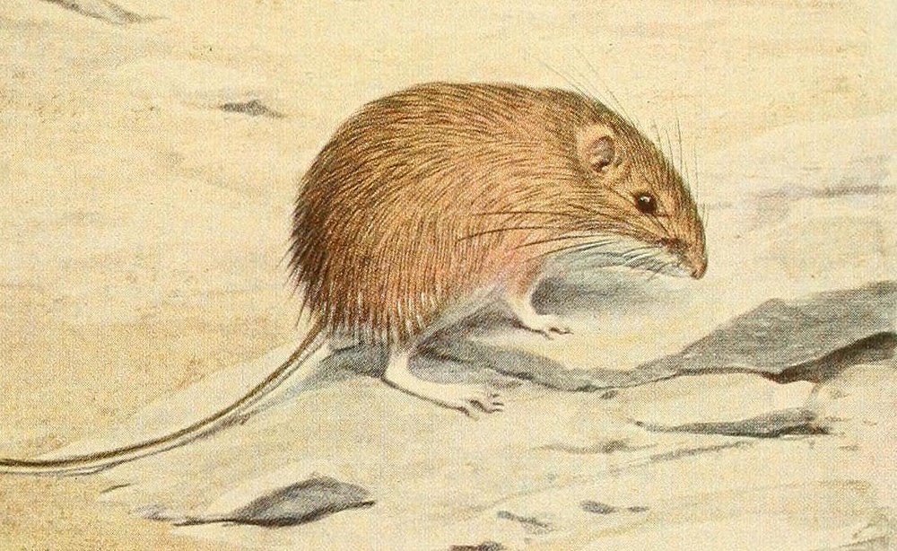 The average adult size of a Hispid pocket mouse is  (0' 5