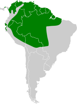 Chaetura brachyura map.svg