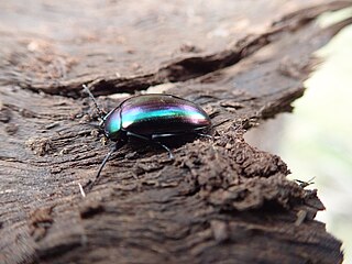 <i>Chalcopteroides</i> Genus of beetles