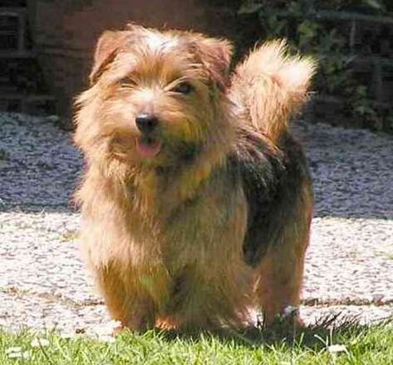 Norfolk Terrier has a wire-haired coat
