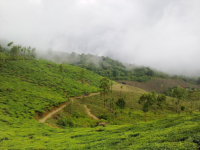 File:Chembra Peak, Tea Feild - panoramio (1).jpg