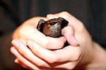 Thumbnail for File:Chimney Swift (492597756).jpg