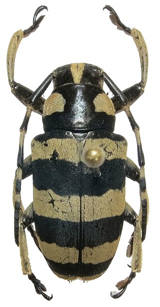 <i>Choeromorpha trifasciata</i> Species of beetle