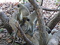 Grüne Meerkatzen Green Monkey