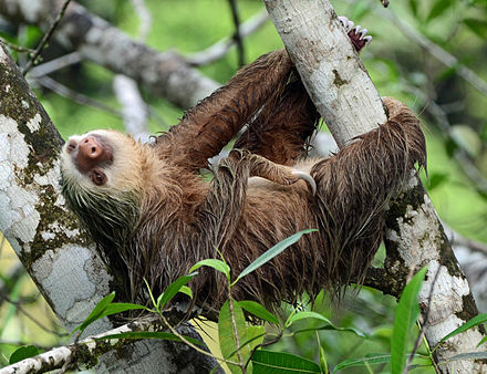 Sloth in Puerto Viejo
