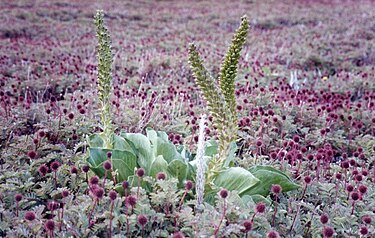 Kerguelen cabbage in a field of Acaena. Choux.kerguelen.jpg