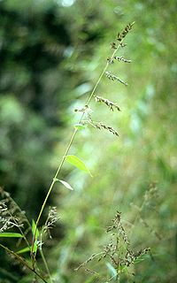 <i>Chusquea</i> Genus of grasses