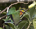 Cinnamon-chested Bee-eater