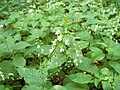 inflorescence