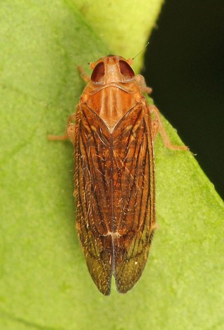 <i>Haplaxius pictifrons</i> Species of true bug