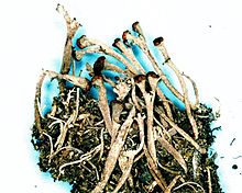 Cladonia rei.jpg