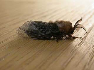 <i>Clania ignobilis</i> Species of moth