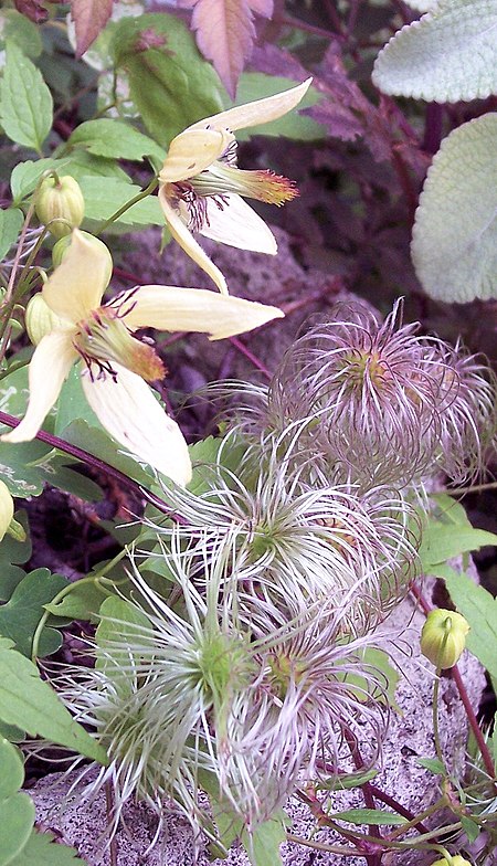 Tập_tin:Clematis_orientalis.jpg