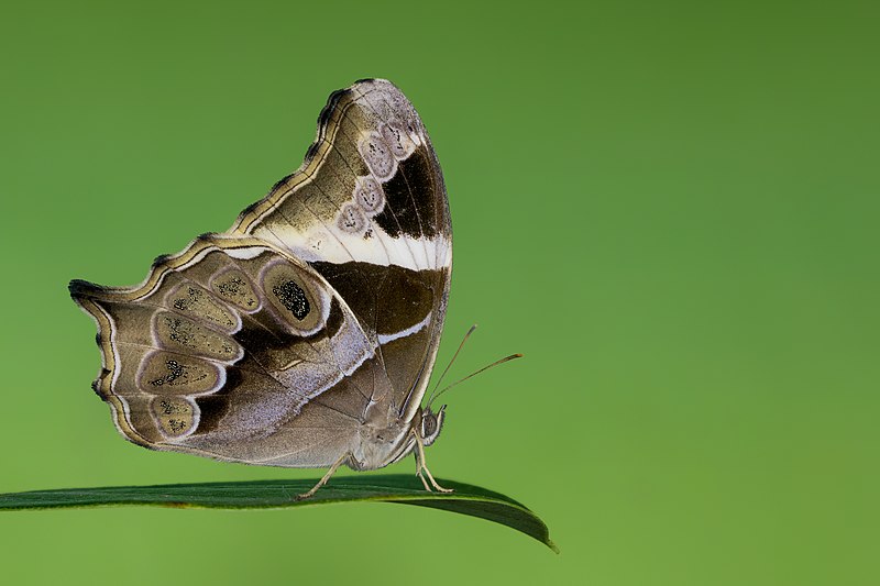 File:Close wing Basking of Lethe europa (Fabricius, 1775) - Bamboo Treebrown (3) WLB.jpg