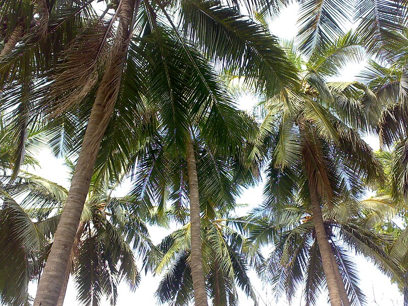 File:Coconut Trees.jpg