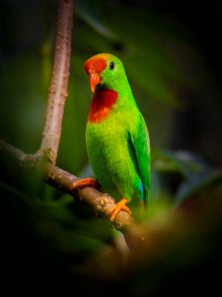 <span class="mw-page-title-main">Philippine hanging parrot</span> Species of bird