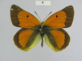 Colias adelaidae