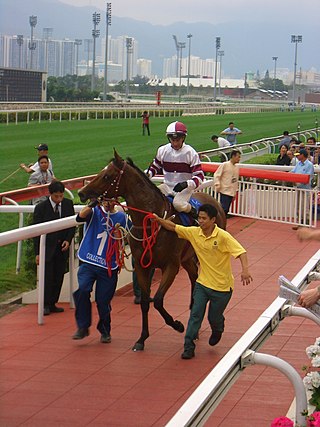 <span class="mw-page-title-main">Collection (racehorse)</span> Irish-bred Thoroughbred racehorse