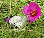 Colotis ione, male