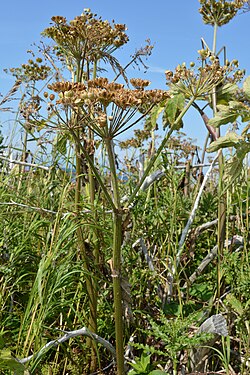 Hogweed (Heracleum sp.)