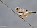 Common Kestrel (Falco tinnunculus) (49060585698).jpg
