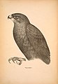 Companion to Gould's Handbook; or, Synopsis of the birds of Australia (Plate 4) (6797510500).jpg