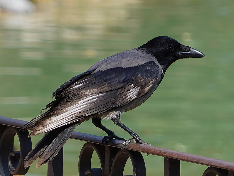 File:Corvus cornix in Locarno.jpg